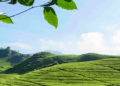 Kebun Teh Pangalengan